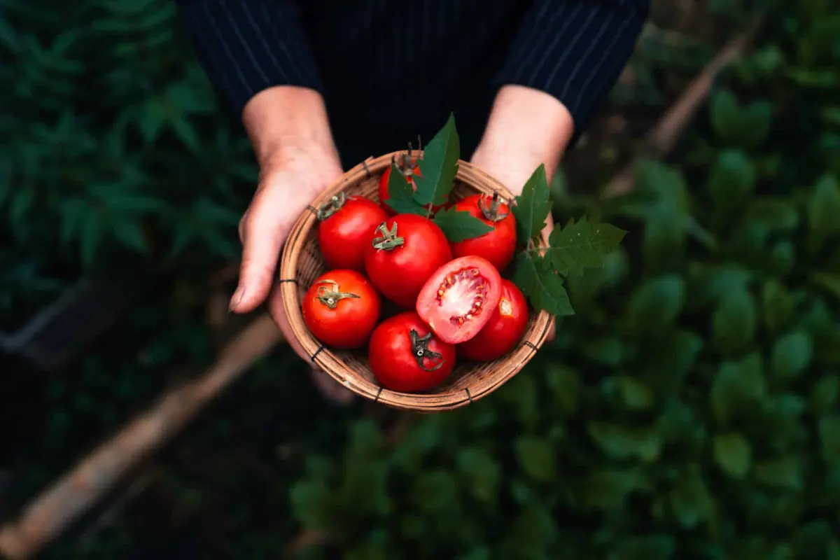 mãos segurando uma tigela de tomates