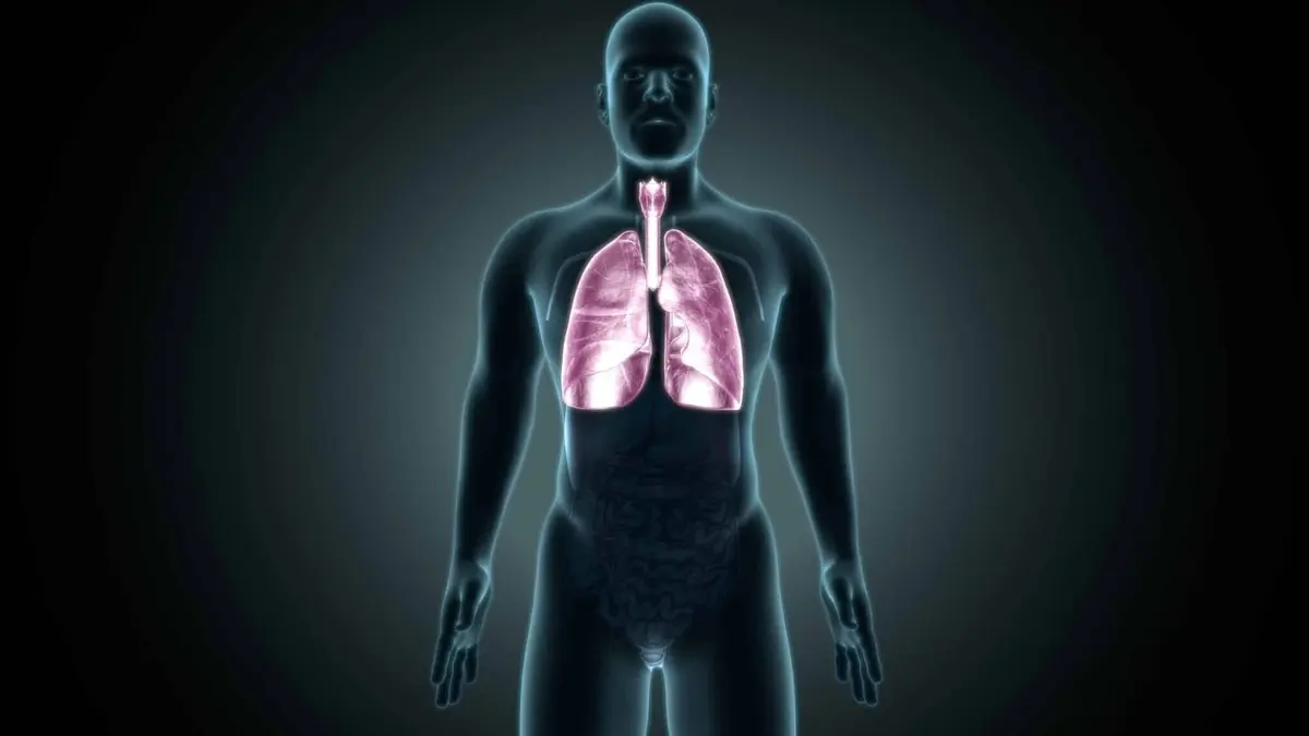 corpo humano pulmões saúde pulmonar
