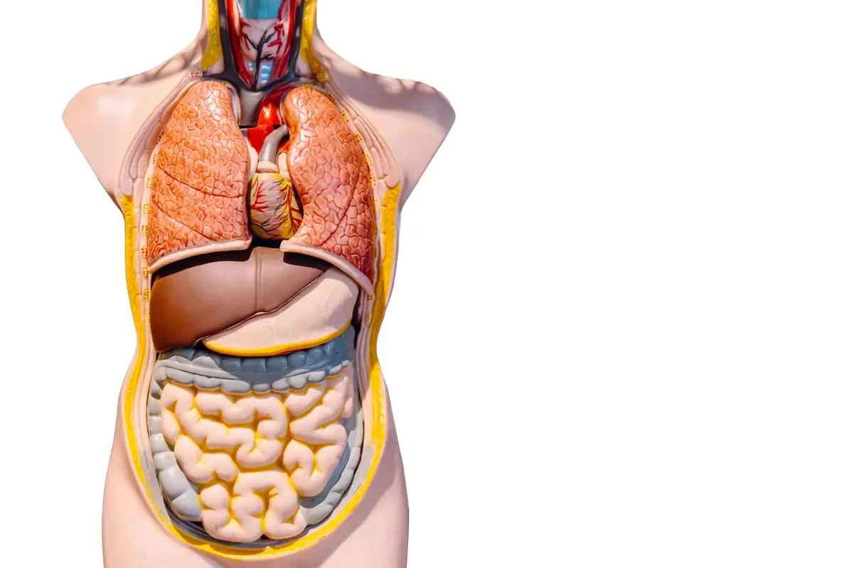 modelo anatômico dos órgãos do corpo