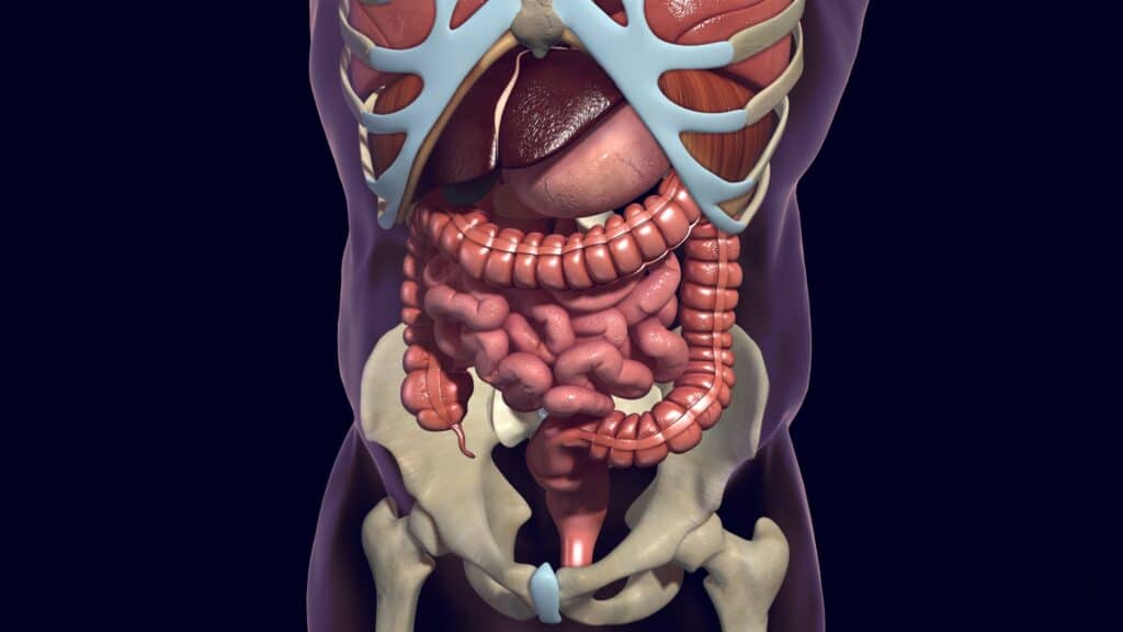 intestino órgãos internos corpo humano saúde gastrointestinal