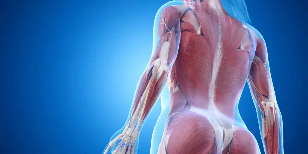 músculos posterior costas musculatura humana