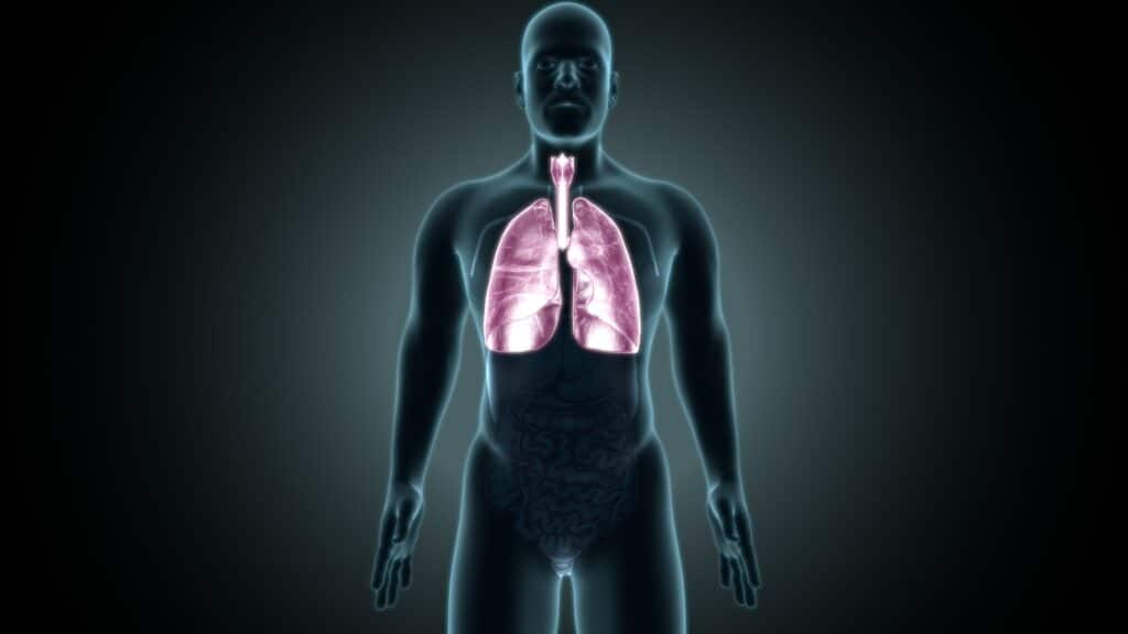 corpo humano pulmões saúde pulmonar