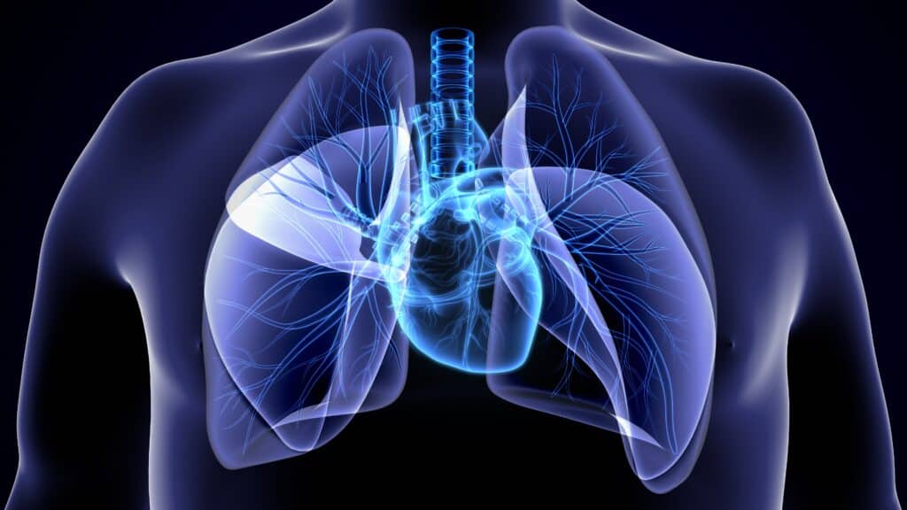 corpo humano pulmões saúde pulmonar coração